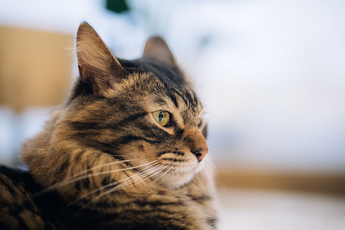 タレントイメージ：エドモン