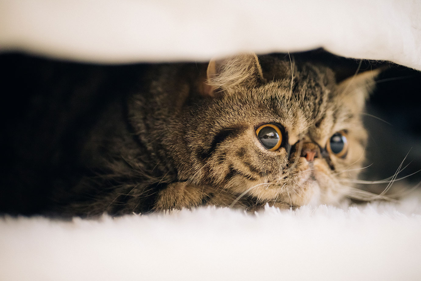 タレントイメージ：ノラ