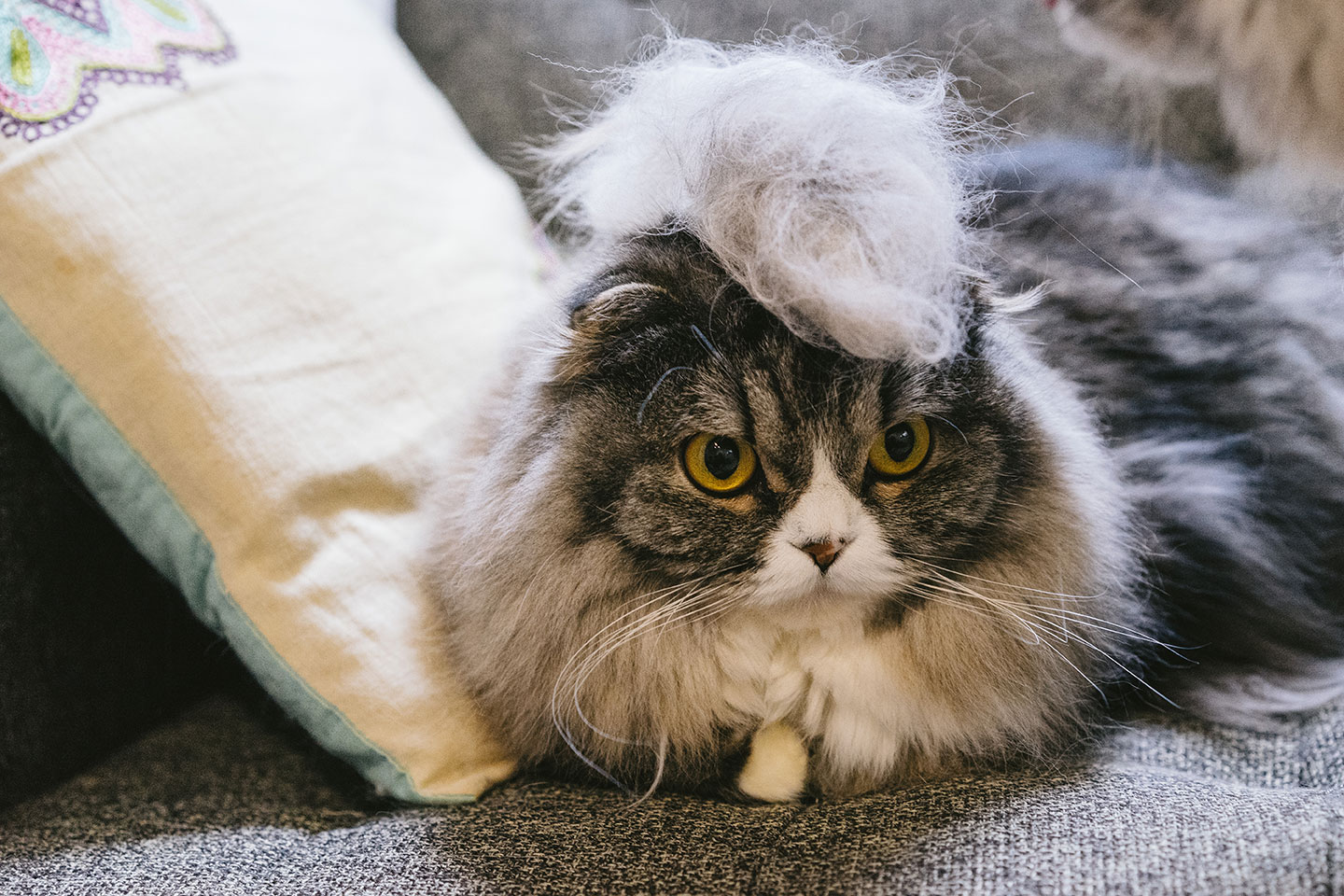 タレントイメージ：オーベロン