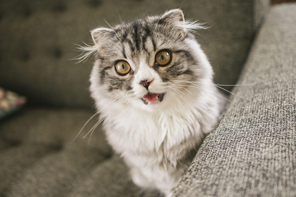 タレントイメージ：ティターニア