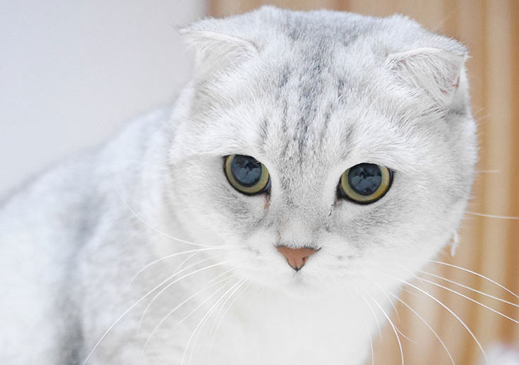 タレントイメージ：コゼット