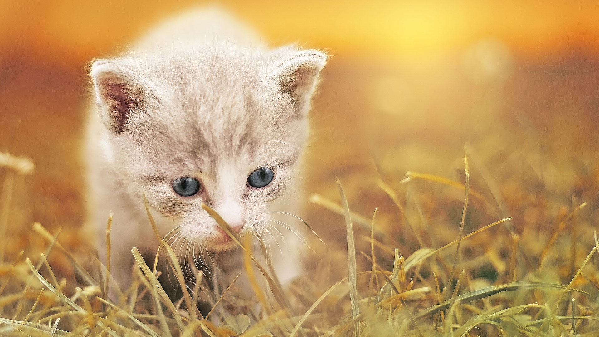 トップイメージ